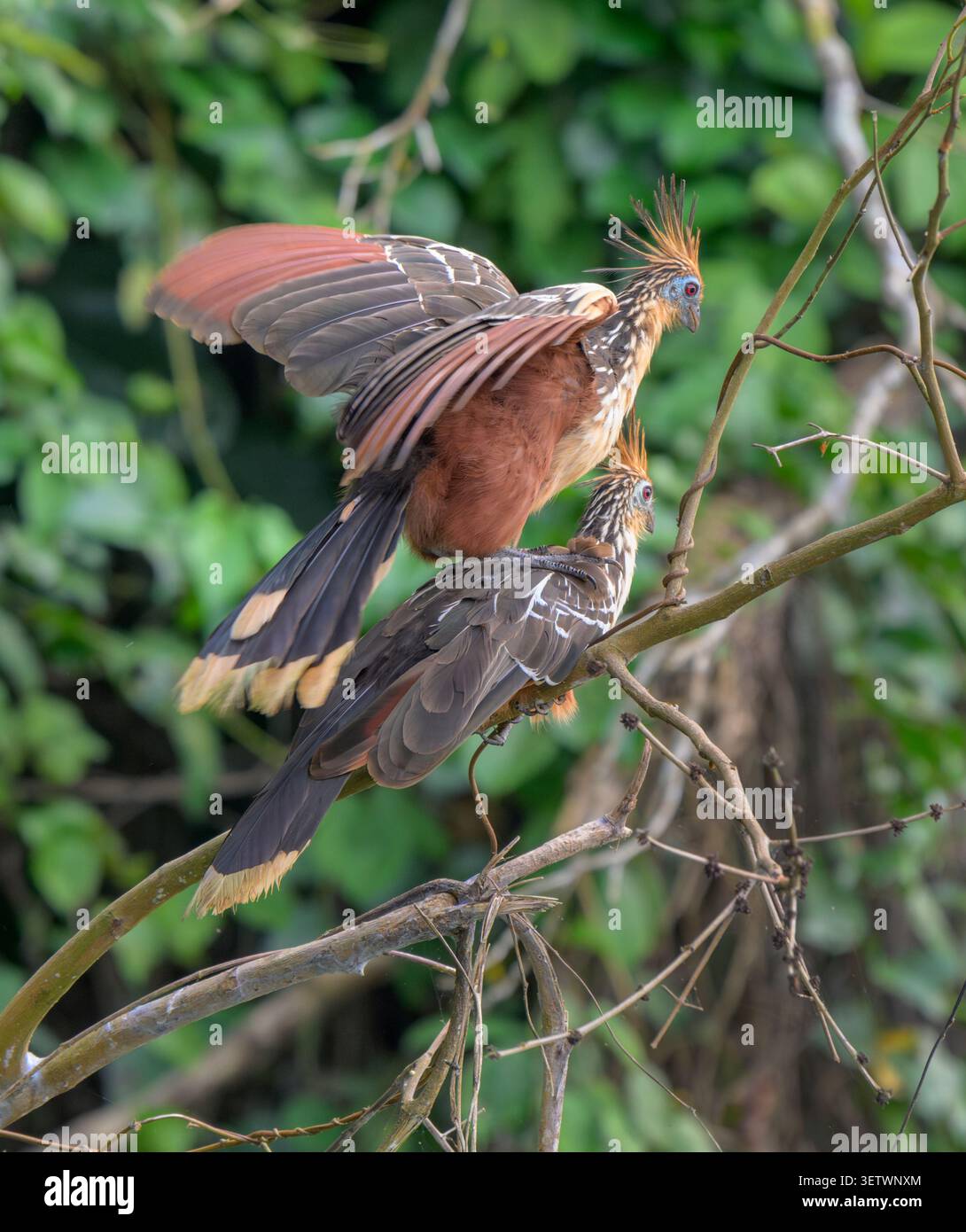 Gli uccelli Hoatzin (Opisthocomus hoazin) si accoppiano nella foresta pluviale, nel parco nazionale di Manu, Perù. Foto Stock