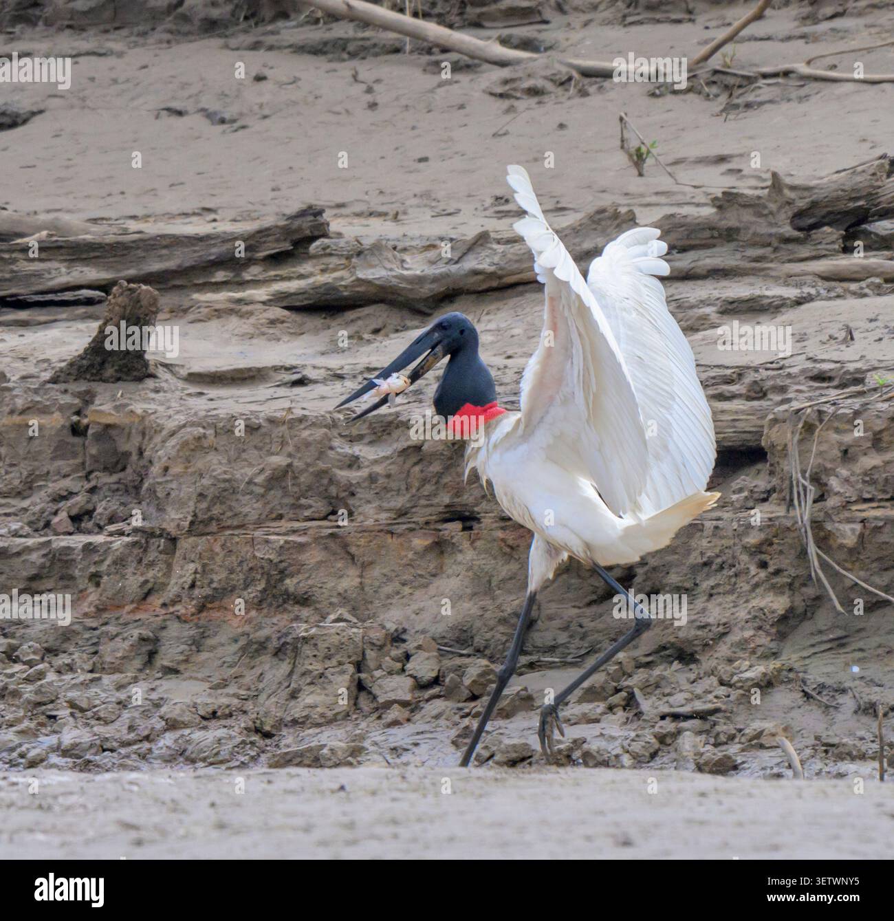 Cicogna di Jabiru (micteria di Jabiru) con pesci catturati sulla riva del fiume Manu, parco nazionale di manu, Perù. Foto Stock