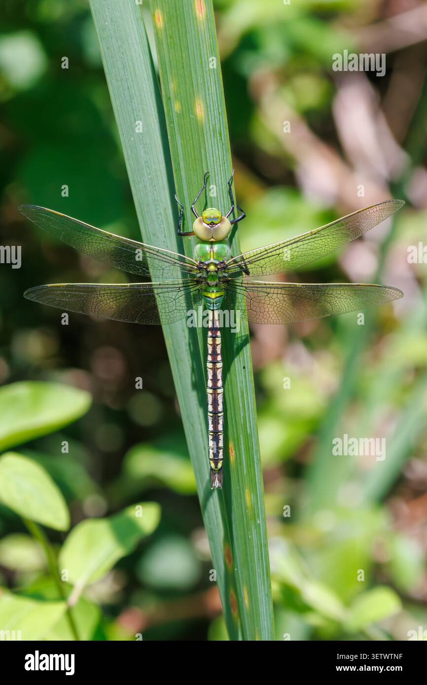 Emperor Dragonfly (Anax imperator) appoggiato su una foglia di pianta, Sussex, Regno Unito Foto Stock