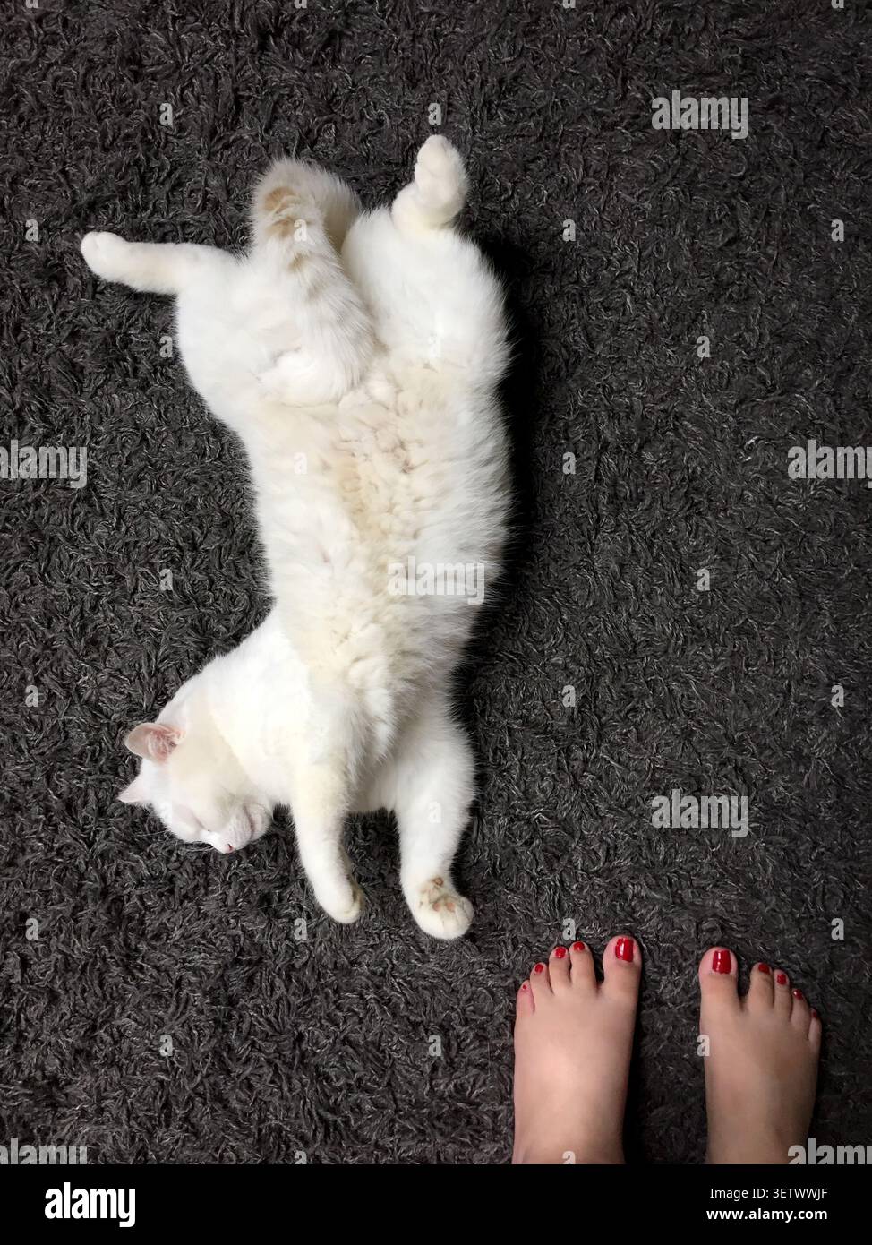 gatto bianco su un pavimento nero, Foto Stock