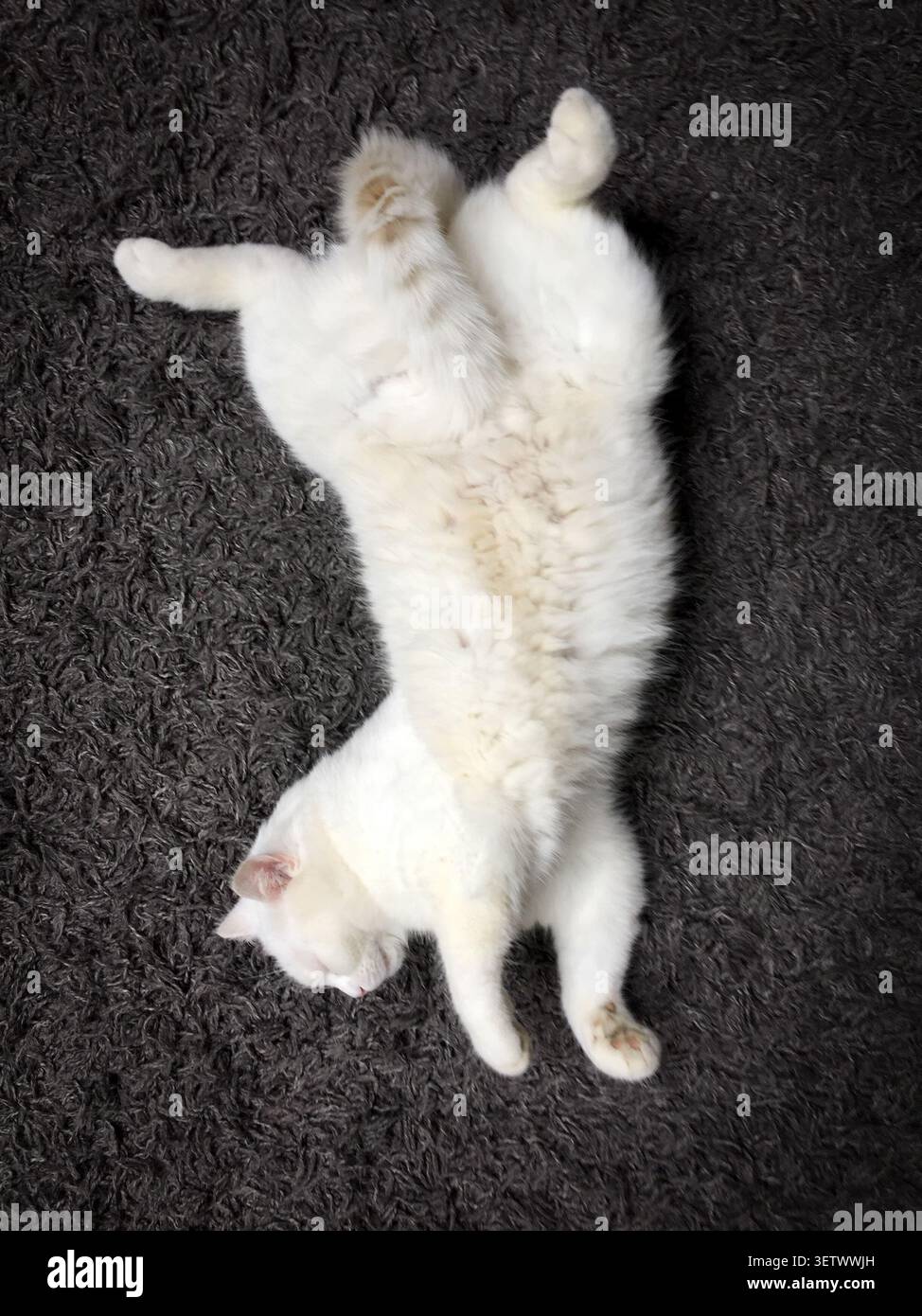 gatto bianco su un pavimento nero, Foto Stock