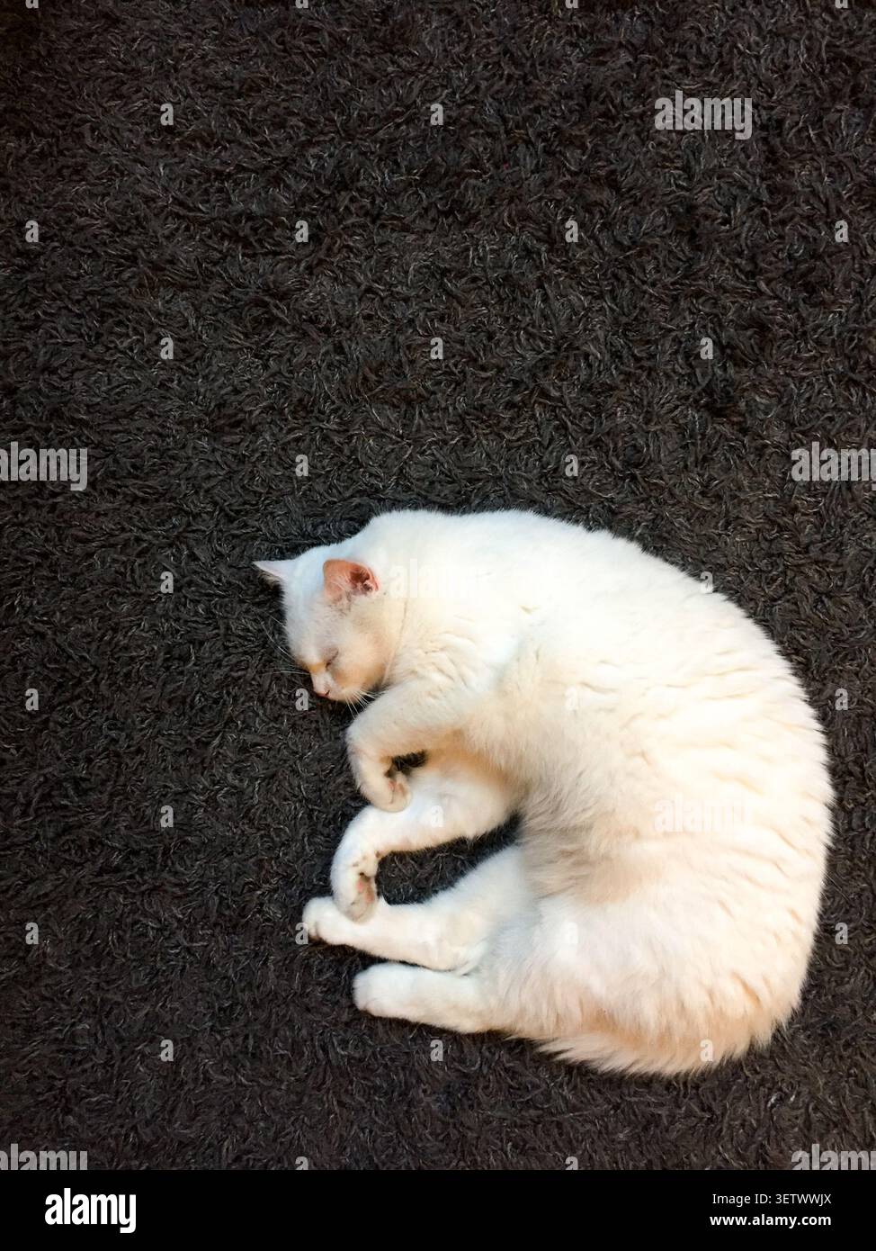 gatto bianco su un pavimento nero, Foto Stock