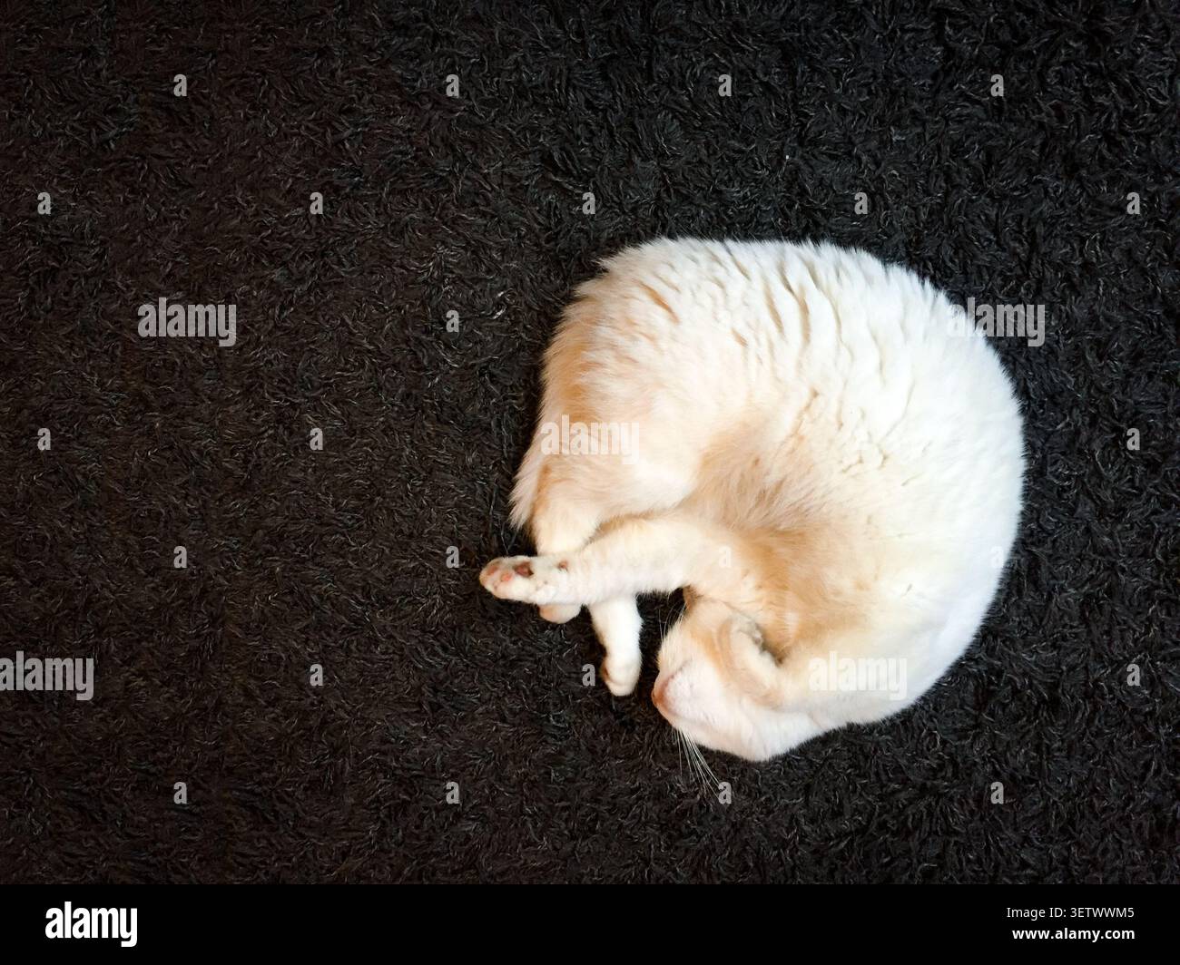 gatto bianco su un pavimento nero, Foto Stock