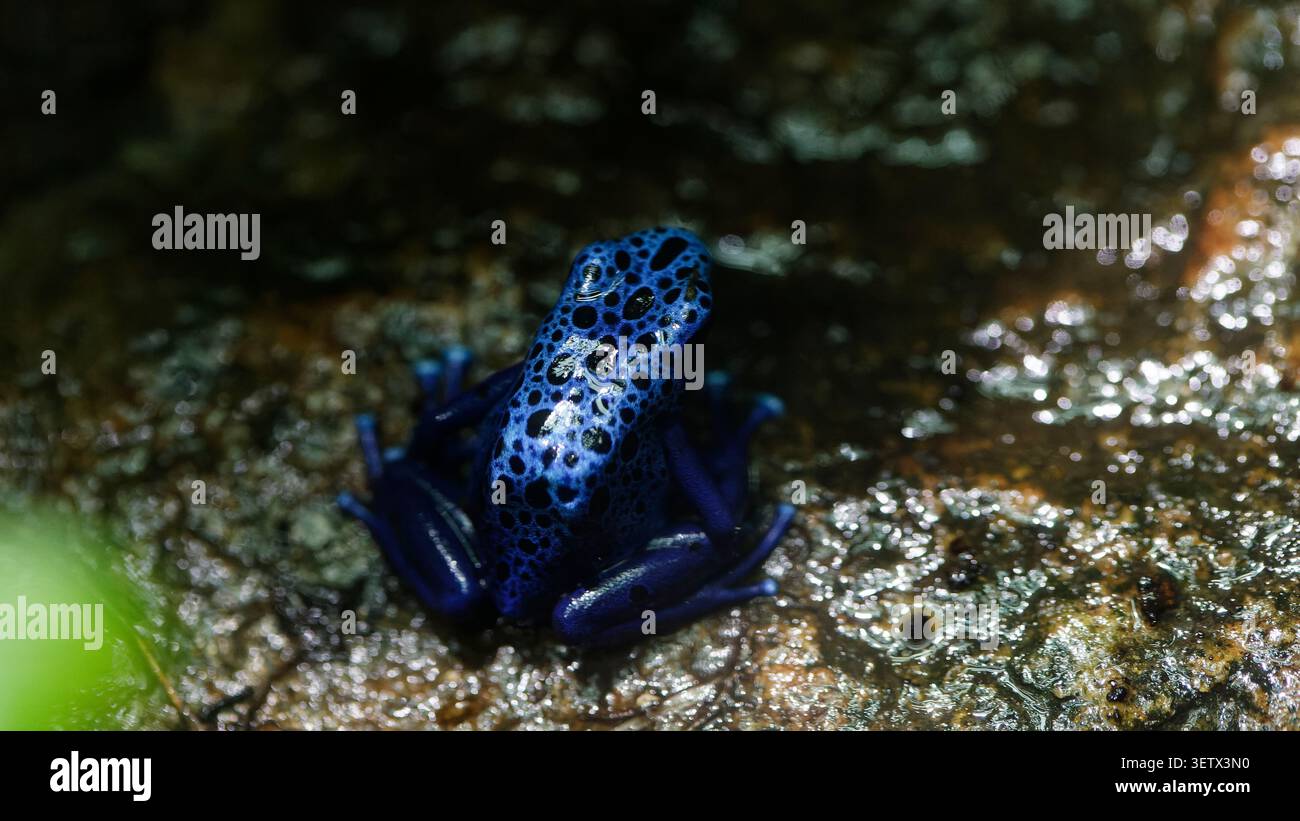 Rana blu veleno (dendrobates tinctorius azureus) appoggiata su roccia bagnata Foto Stock