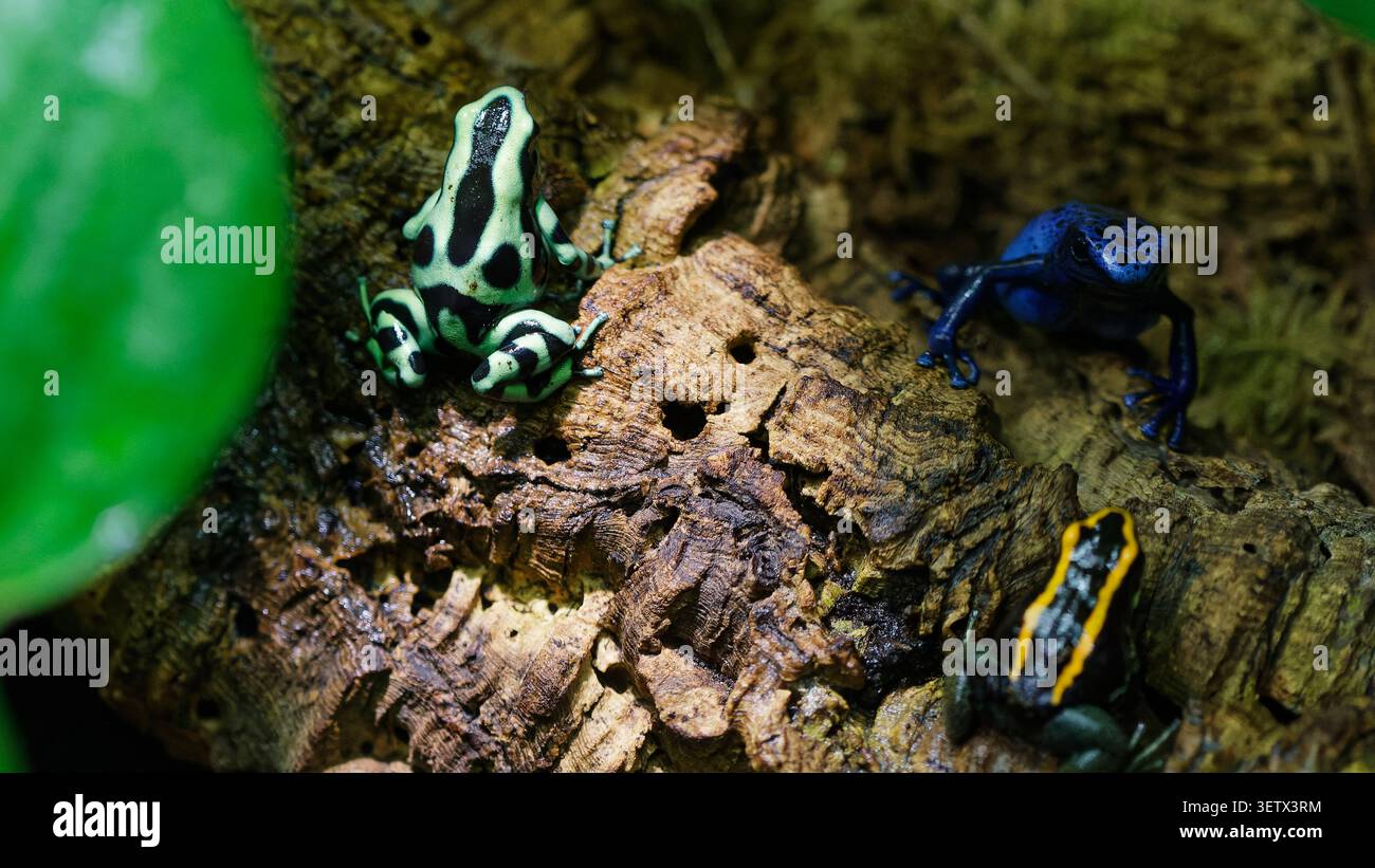 Tre variopinte rane velenose su una radice di albero che rappresenta un habitat naturale Foto Stock