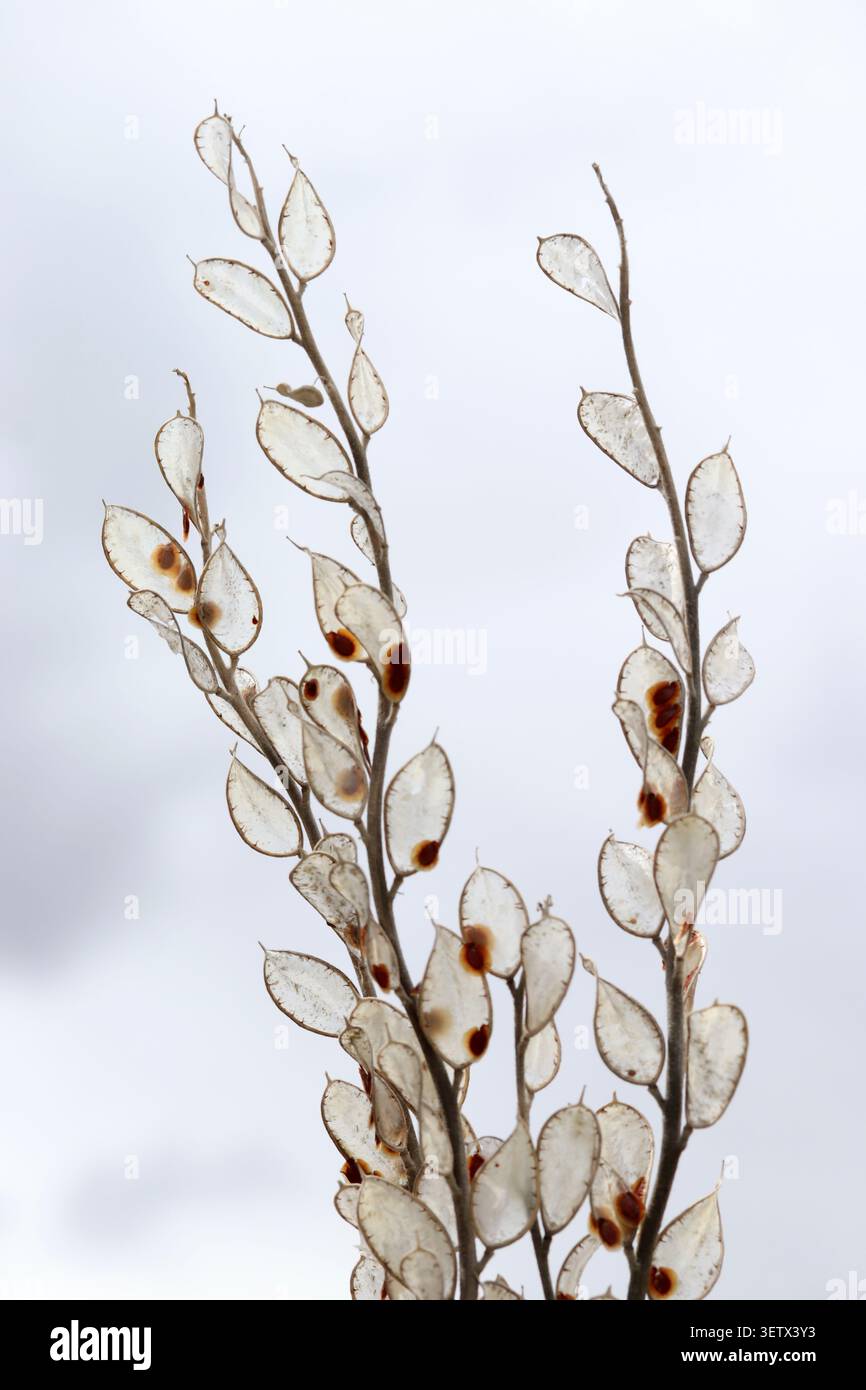 Semi di fiori secchi che puntano verso il cielo. Lunaria annuale Foto Stock