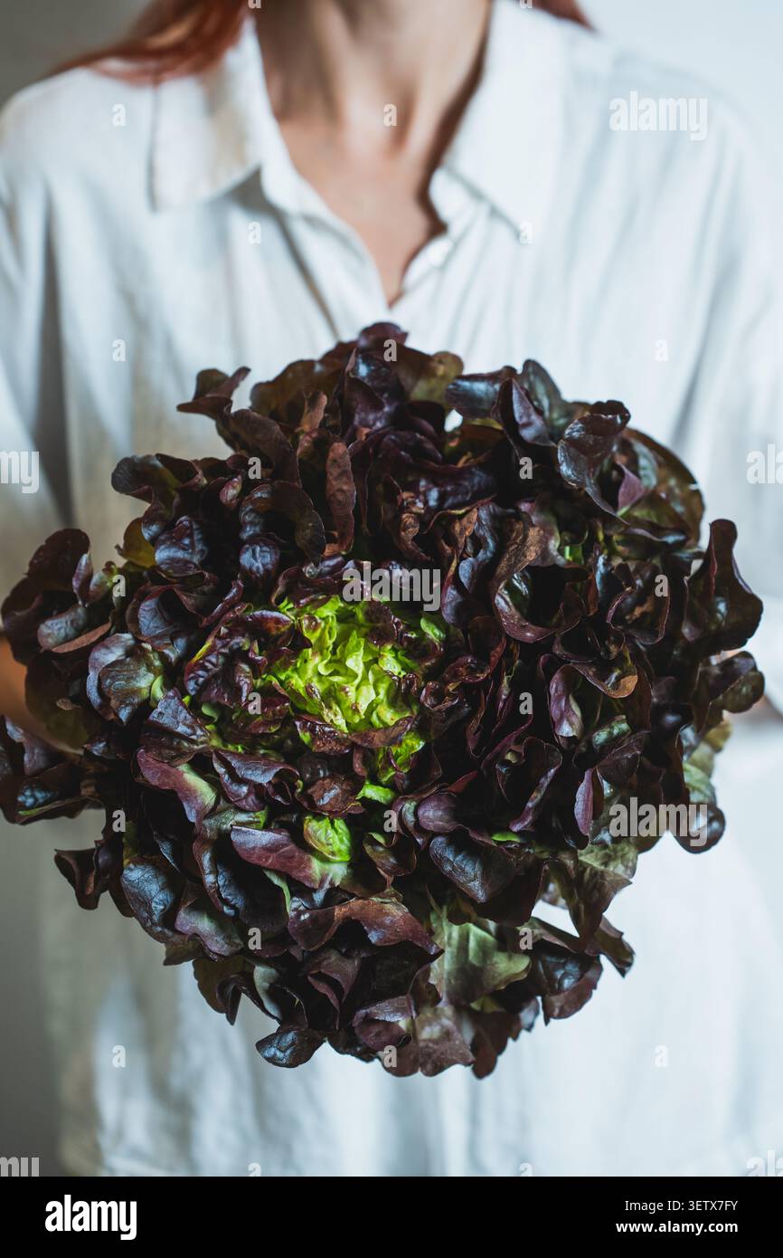 Persona tiene una grande lattuga nelle mani mostrando interesse per la nutrizione e le scelte alimentari salutari Foto Stock