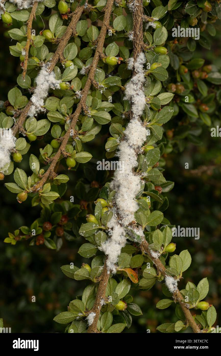 Grey Mould: Botrytis cinerea su Cotoneaster in giardino. Foto Stock