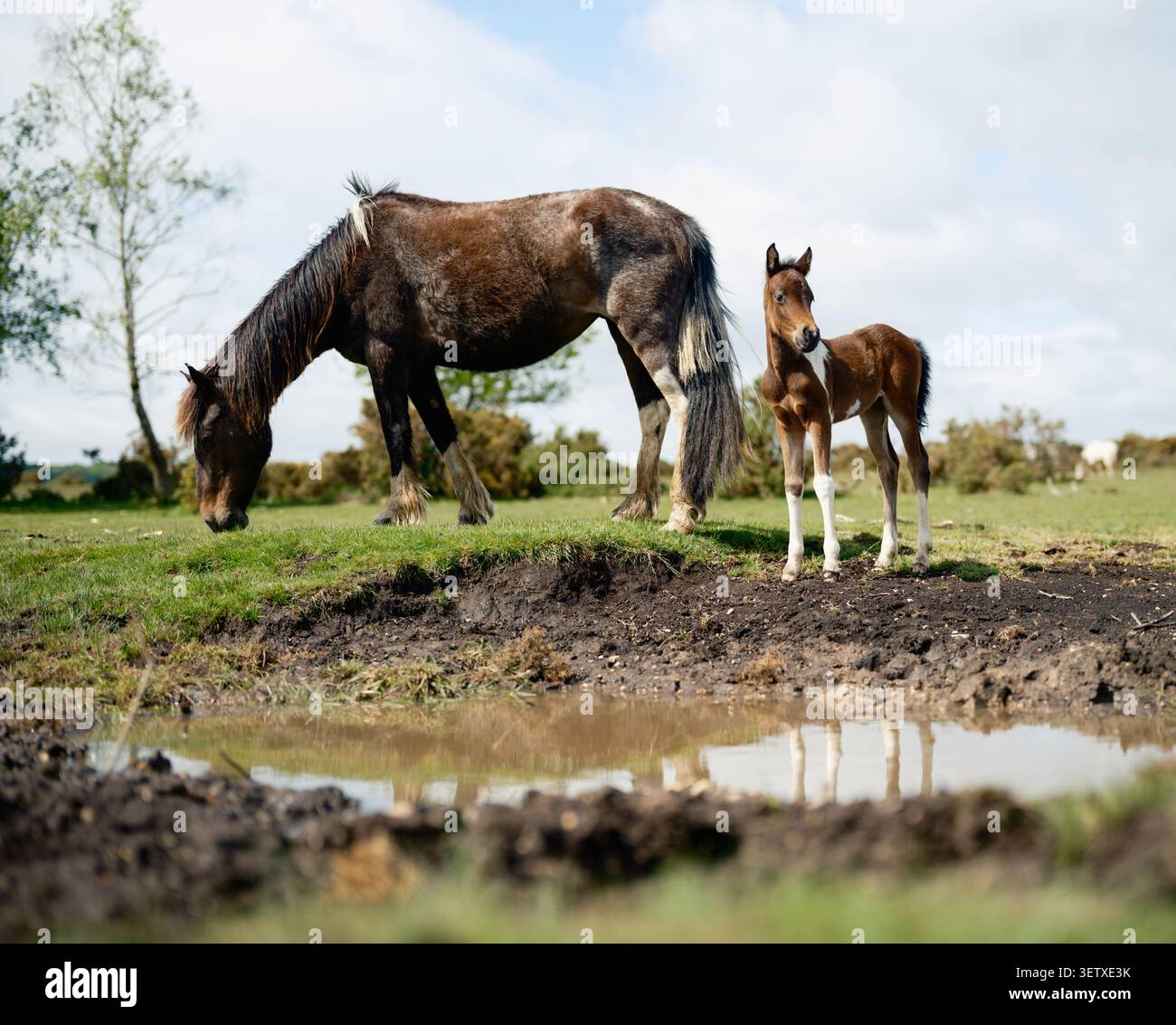 Una madre cavallo e un puledro vicino a un ruscello nel New Forest, una fonte di acqua potabile. I ruscelli durante l’ondata di caldo nel Regno Unito sono ora tutti prosciugati. Foto Stock