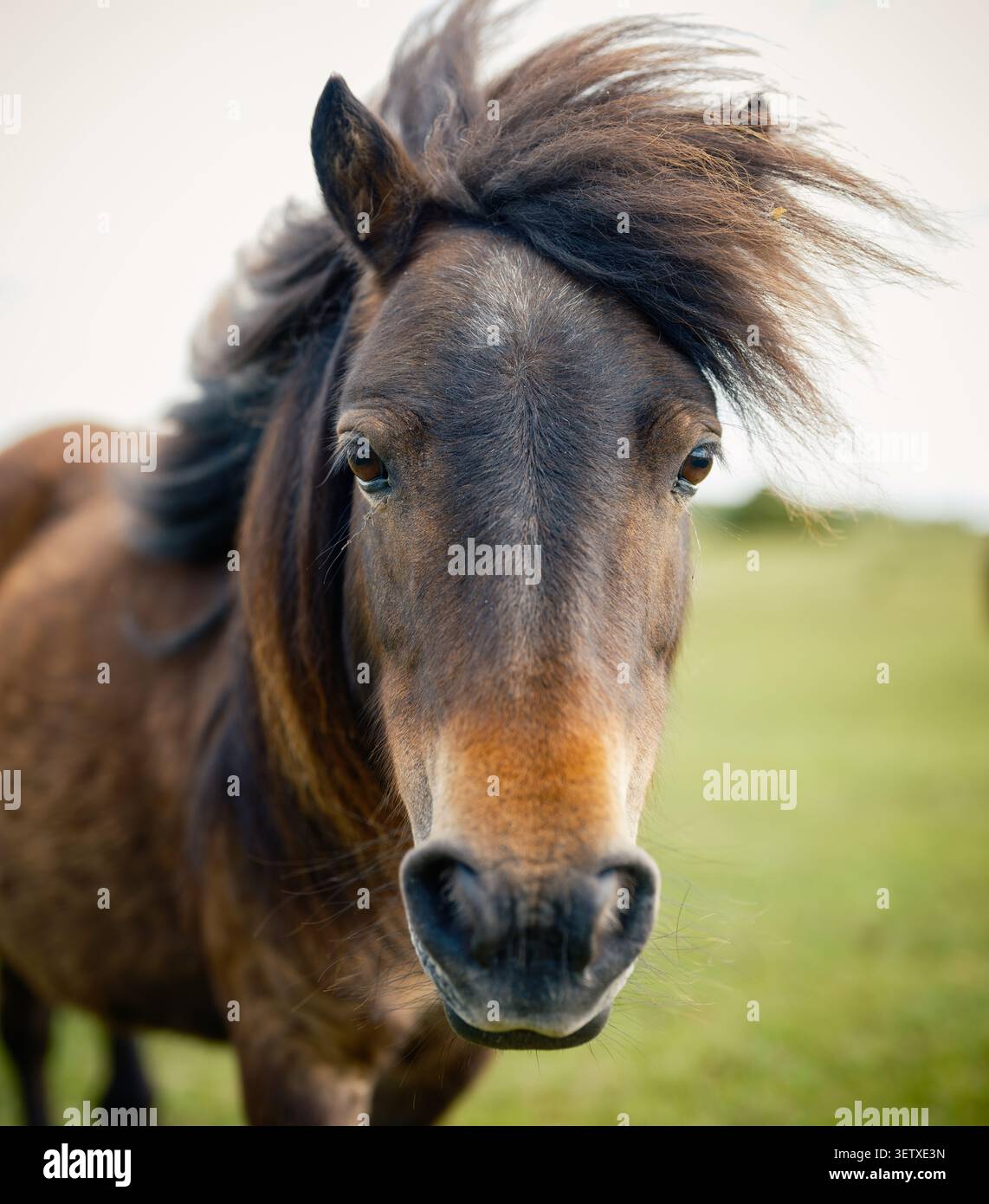 Un pony Shetland selvaggio nel New Forest dell'Hampshire in Inghilterra con una bella lunga criniera che sembra piuttosto elegante Foto Stock