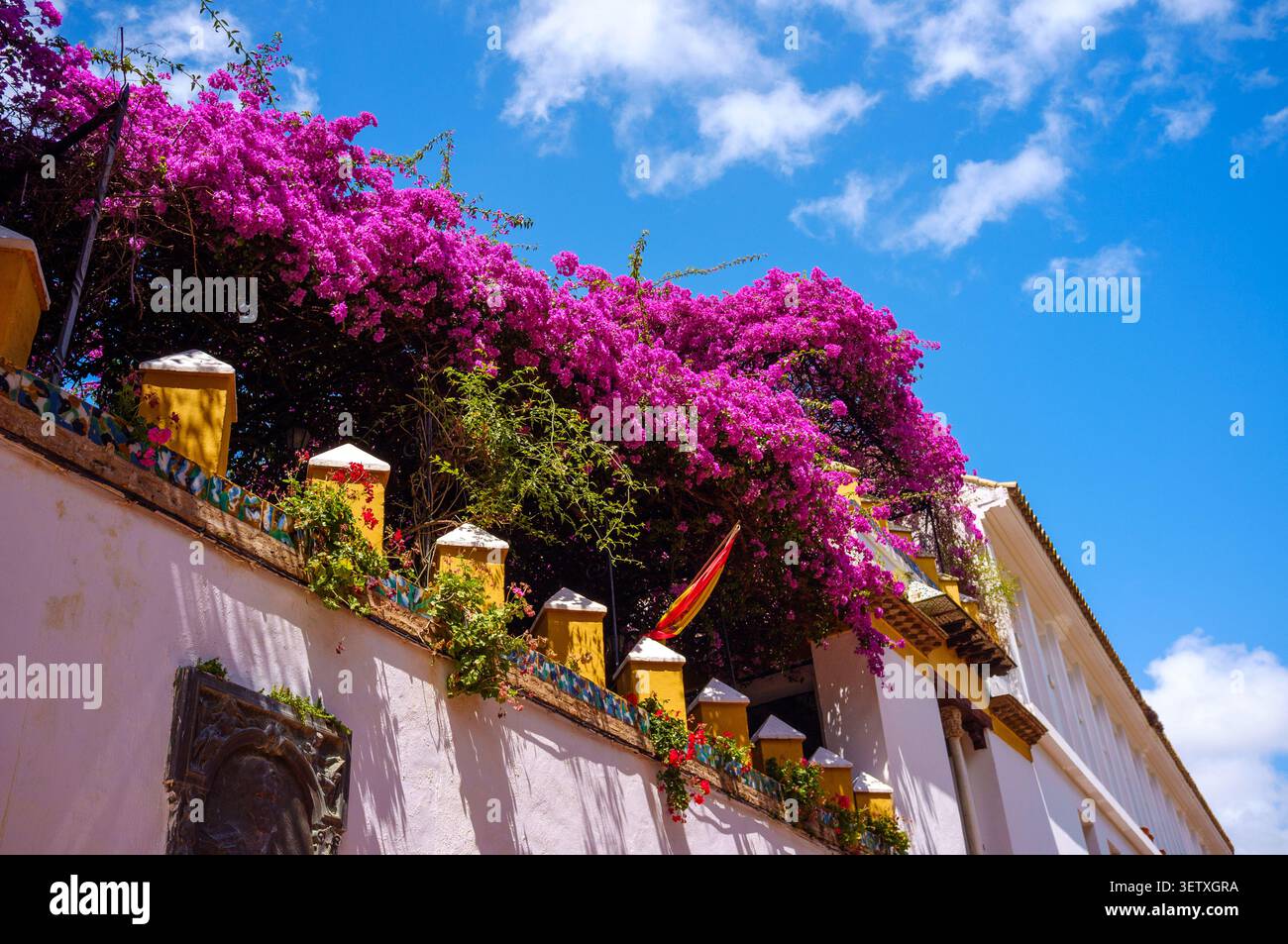 I giardini sul tetto di Callejon De Agua Siviglia Spagna con i suoi bellissimi cespugli di Bougainvillea rosa e viola contro un cielo blu Foto Stock