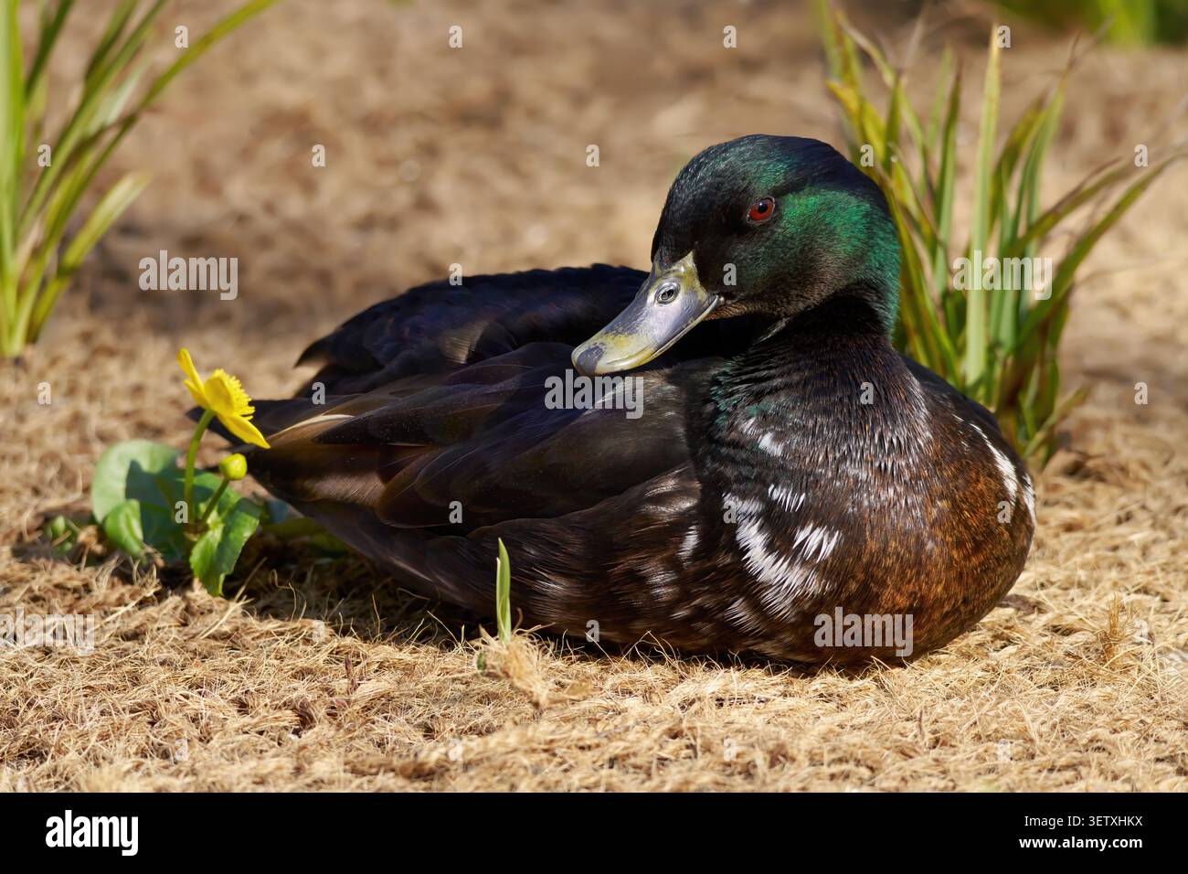 Maschio Mallard Duck ibrido in primavera, adagiato accanto a un piccolo fiore su materiale vegetale marcio Foto Stock
