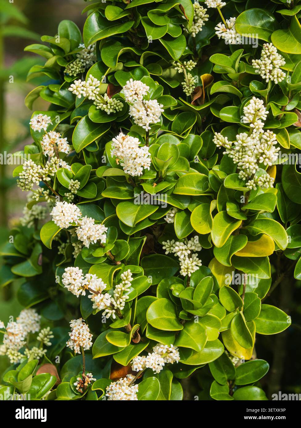 Fiori bianchi di mezza estate del robusto arbusto di privet giapponese sempreverde, ligustrum japonicum "Rotundifolium" Foto Stock
