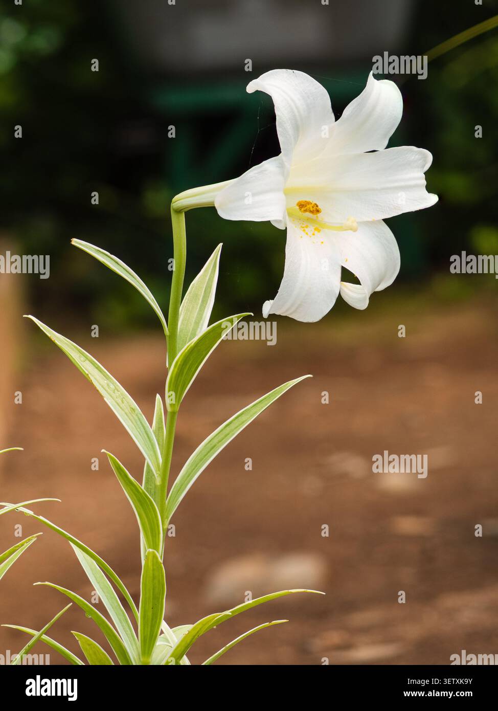 Fogliame con bordi d'argento sul gambo del profumato giglio pasquale, Lilium longiflorum "Foliis Variegatis" Foto Stock
