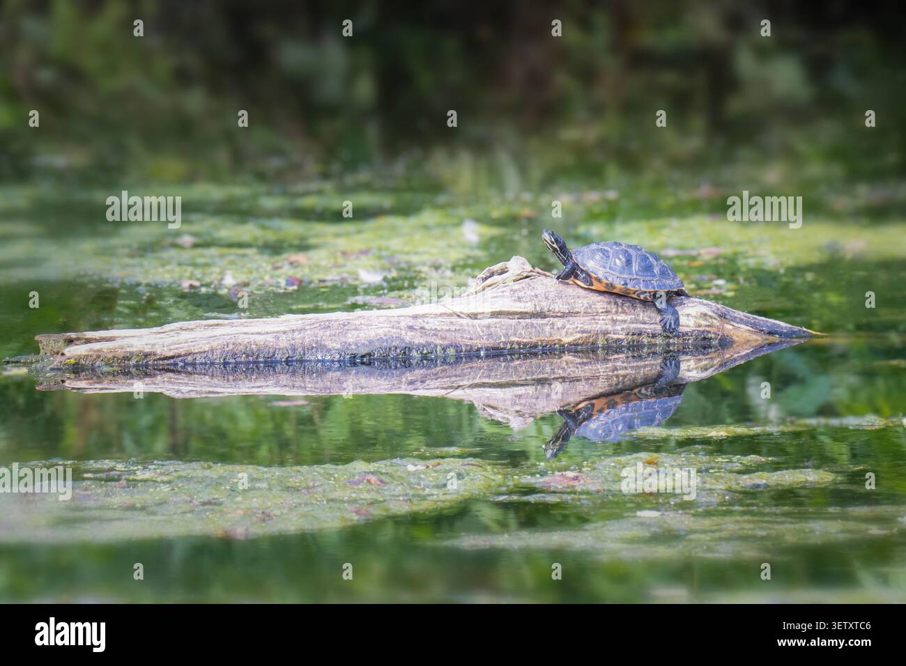 La tartaruga si crogiola al sole su un tronco in Pennsylvania Foto Stock