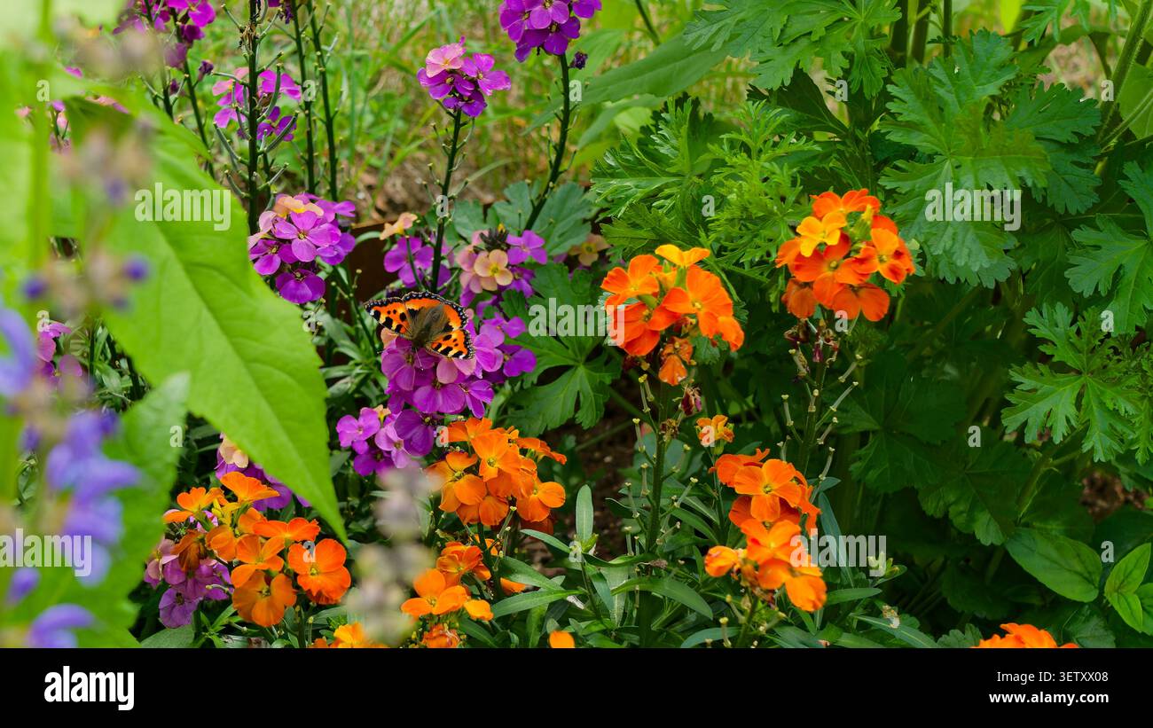 Farfalla con guscio di tartaruga che riposa su fiori di parati viola, circondata da vibranti fiori d'arancio e fogliame verde Foto Stock