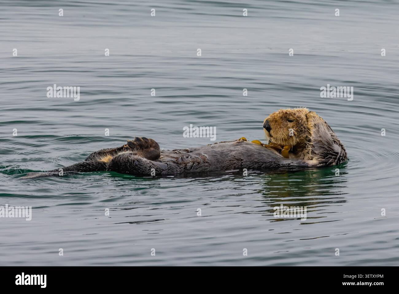 Sea Otter, Enhydra lutris, ancorata a Giant Kelp, Macrocystis pyrifera, dormire a Morro Bay, California, USA Foto Stock