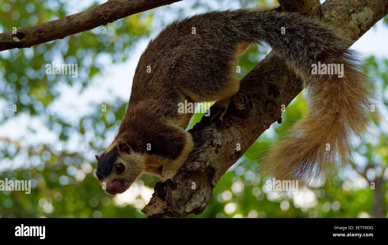 Scoiattolo gigante con una lunga coda cespugliosa che si muove su un ramo d'albero Foto Stock