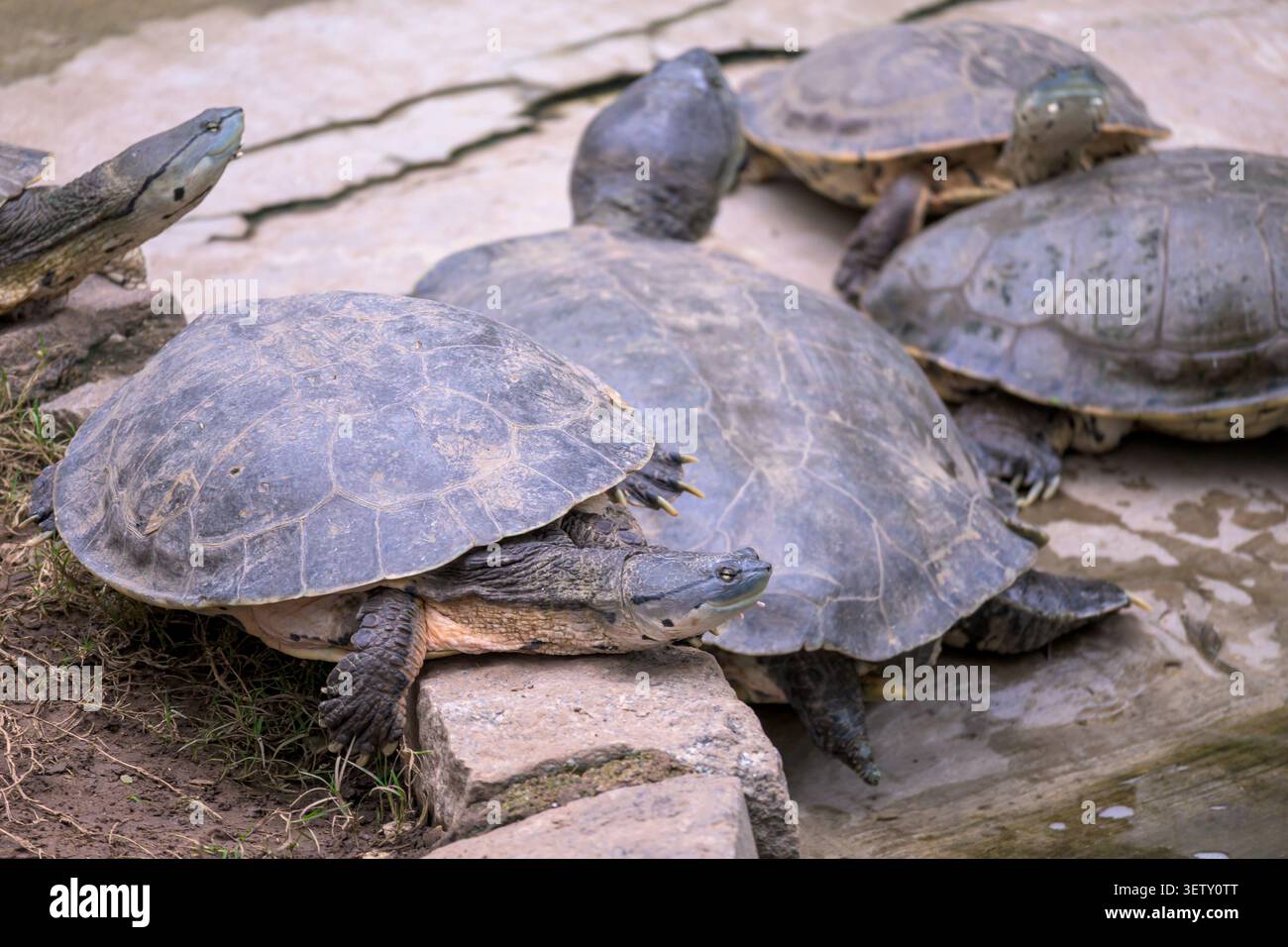 Gruppo di tartarughe d'acqua dolce che riposano vicino allo stagno in un parco naturale, l'Argentina. Foto Stock