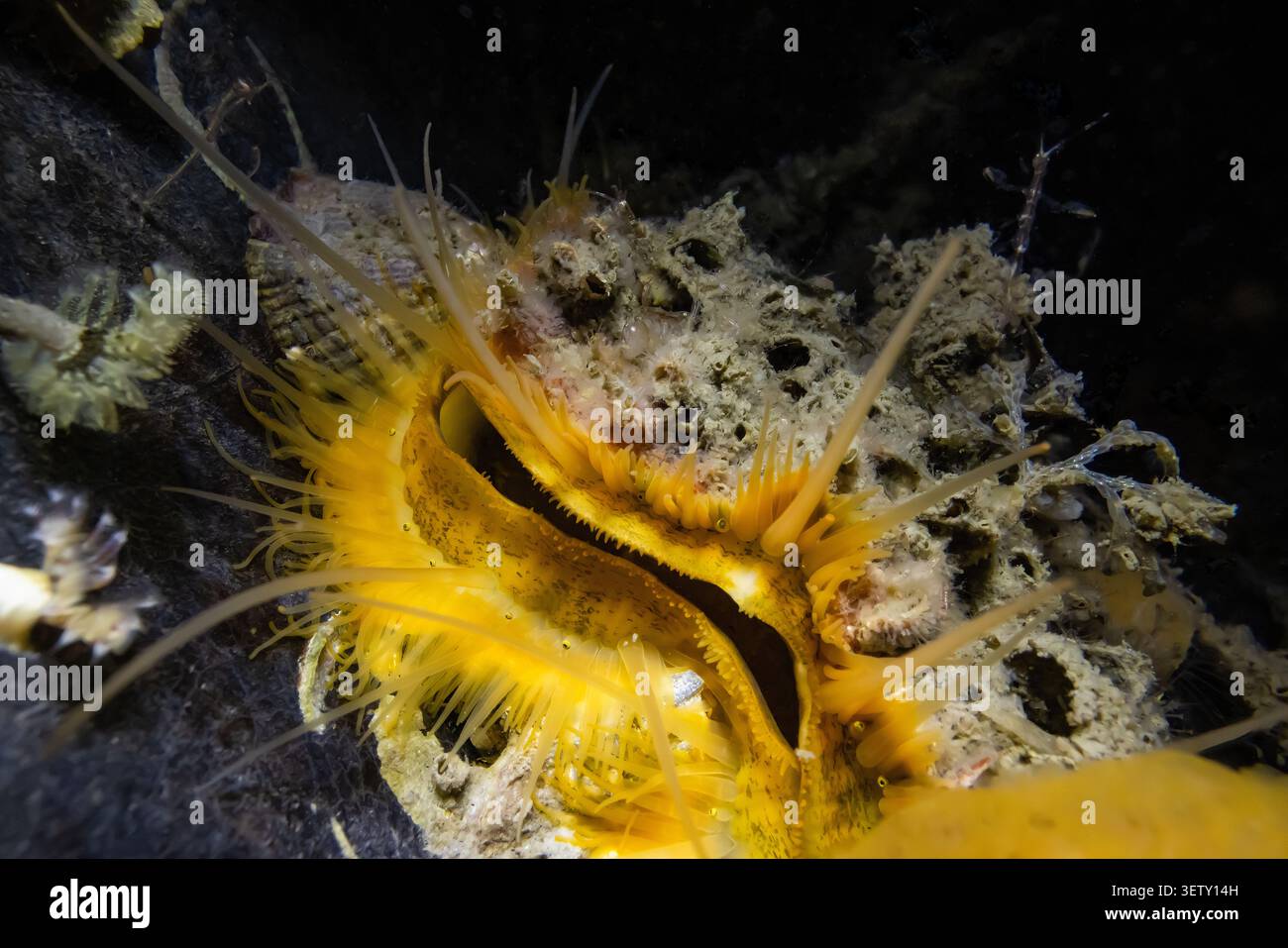 Giant Rock Scallop, Crassadoma gigantea, ricoperto di altre creature sul molo di Morro Bay, California, USA Foto Stock