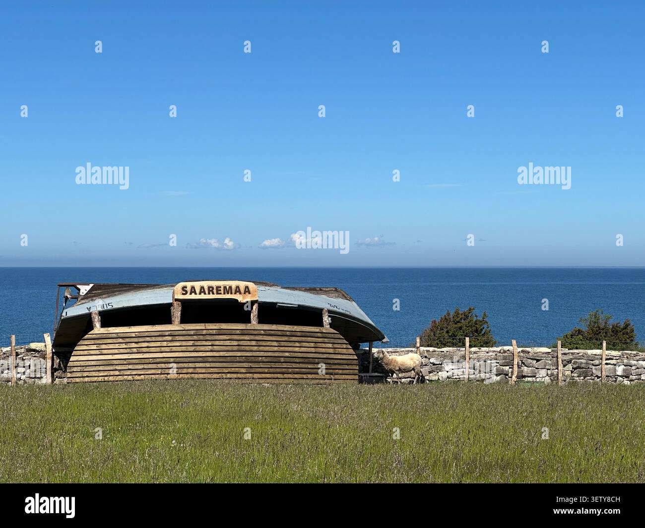 Saaremaa, Estonia - 5 giugno 2026: Pascolo costiero panoramico dell'isola di Saaremaa con pecore pascolanti, capannone in legno e recinzione in pietra che si affaccia sul Baltico se Foto Stock