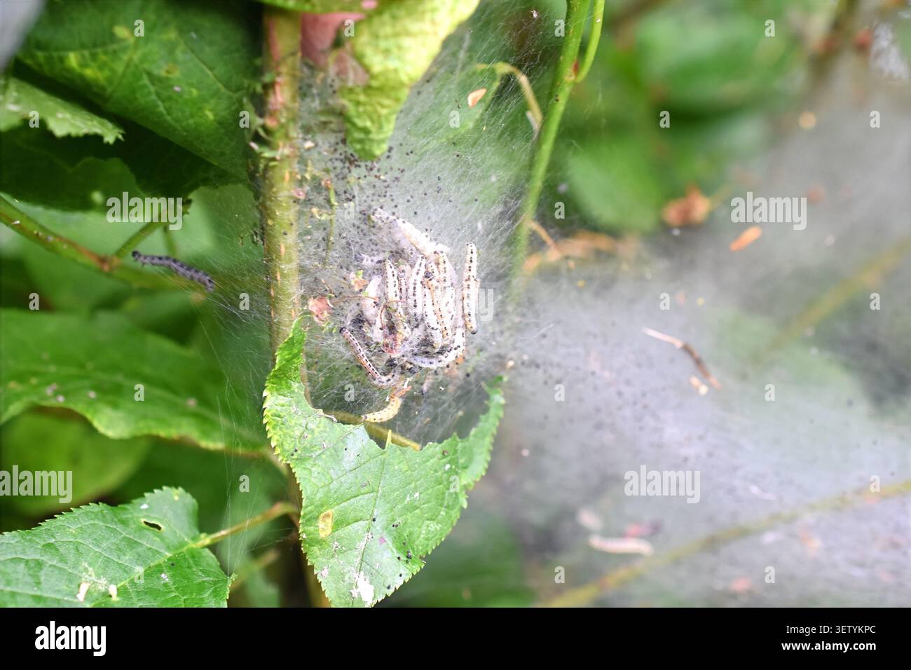 Uccelli ciliegini ermellati falena Yponomeuta evonymella caterpillars in rete di seta che infestano il ciliegio degli uccelli Foto Stock