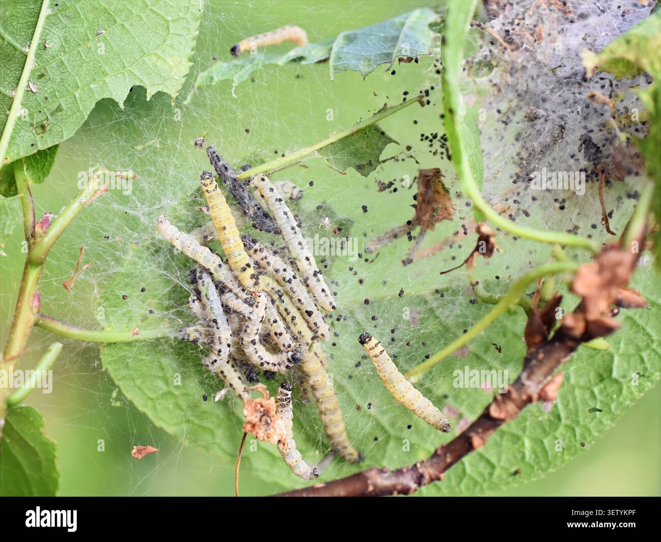 Uccelli ciliegini ermellati falena Yponomeuta evonymella caterpillars in rete di seta che infestano il ciliegio degli uccelli Foto Stock