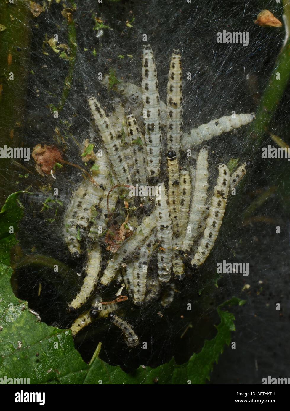 Uccelli ciliegini ermellati falena Yponomeuta evonymella caterpillars in rete di seta che infestano il ciliegio degli uccelli Foto Stock