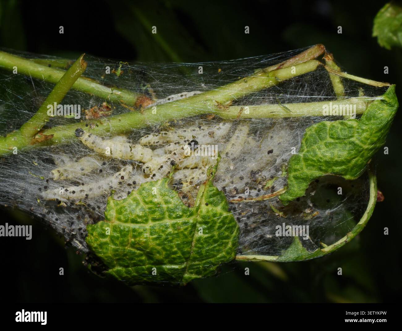 Uccelli ciliegini ermellati falena Yponomeuta evonymella caterpillars in rete di seta che infestano il ciliegio degli uccelli Foto Stock
