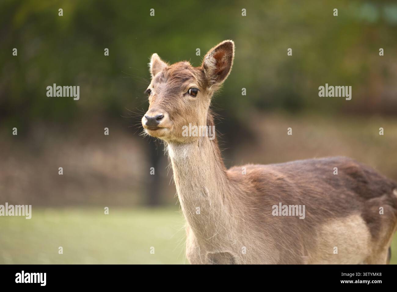 Un cervo guarda verso la macchina fotografica in un habitat forestale naturale all'aperto. Lo sfondo morbido e le tonalità calde creano un'atmosfera tranquilla per ritratti di animali selvatici. Foto Stock