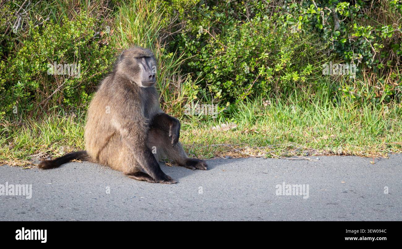 Chacma Baboon riposa su Road, Cape Point, Sud Africa. Foto Stock