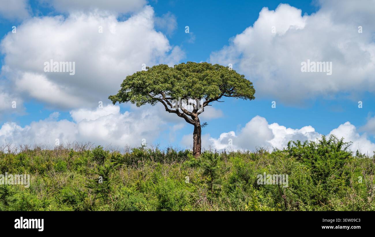 Acacia Tree on a Hill nel parco Hluhluwe-iMfolozi, Sudafrica. Foto Stock
