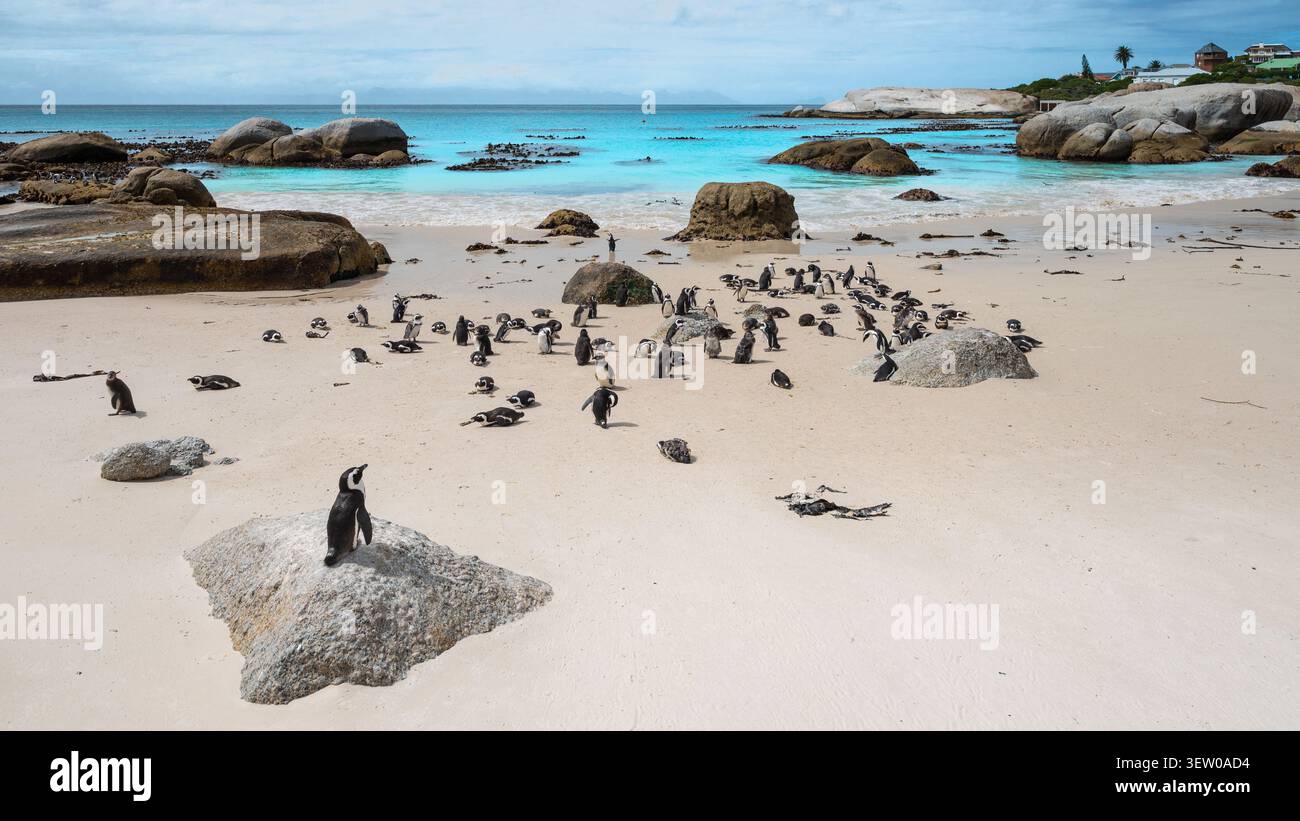 Pinguini africani su Boulders Beach vicino a città del Capo, Sud Africa Foto Stock