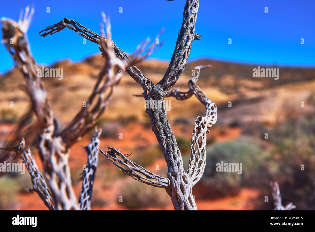 Cholla Cactus Skeleton con Red Desert Hills e Blue Sky nel sud-ovest del Nevada Foto Stock