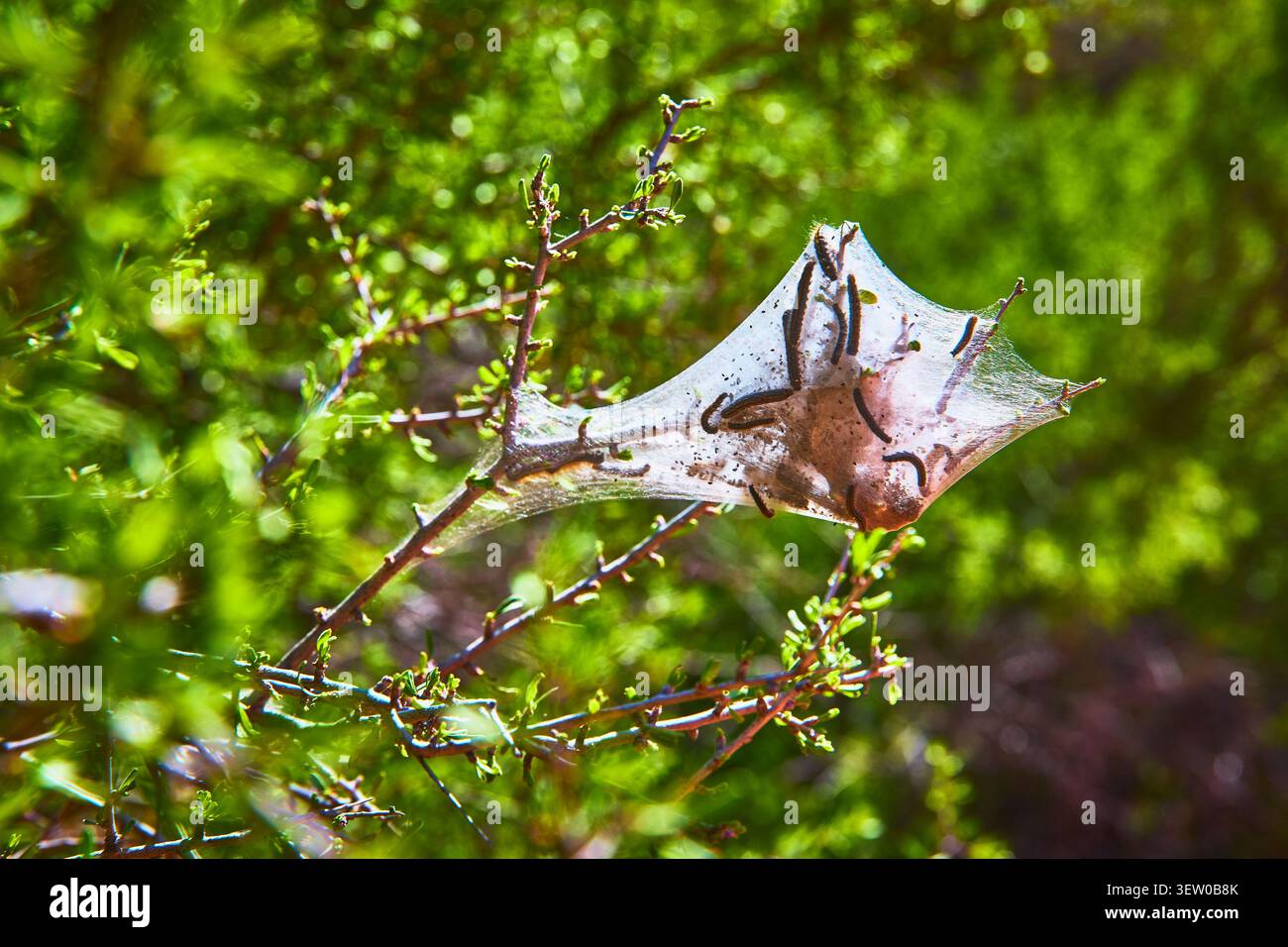 Tenda Colonia Caterpillar sul nido di seta arbustiva del deserto con larve alla luce del sole brillante Foto Stock