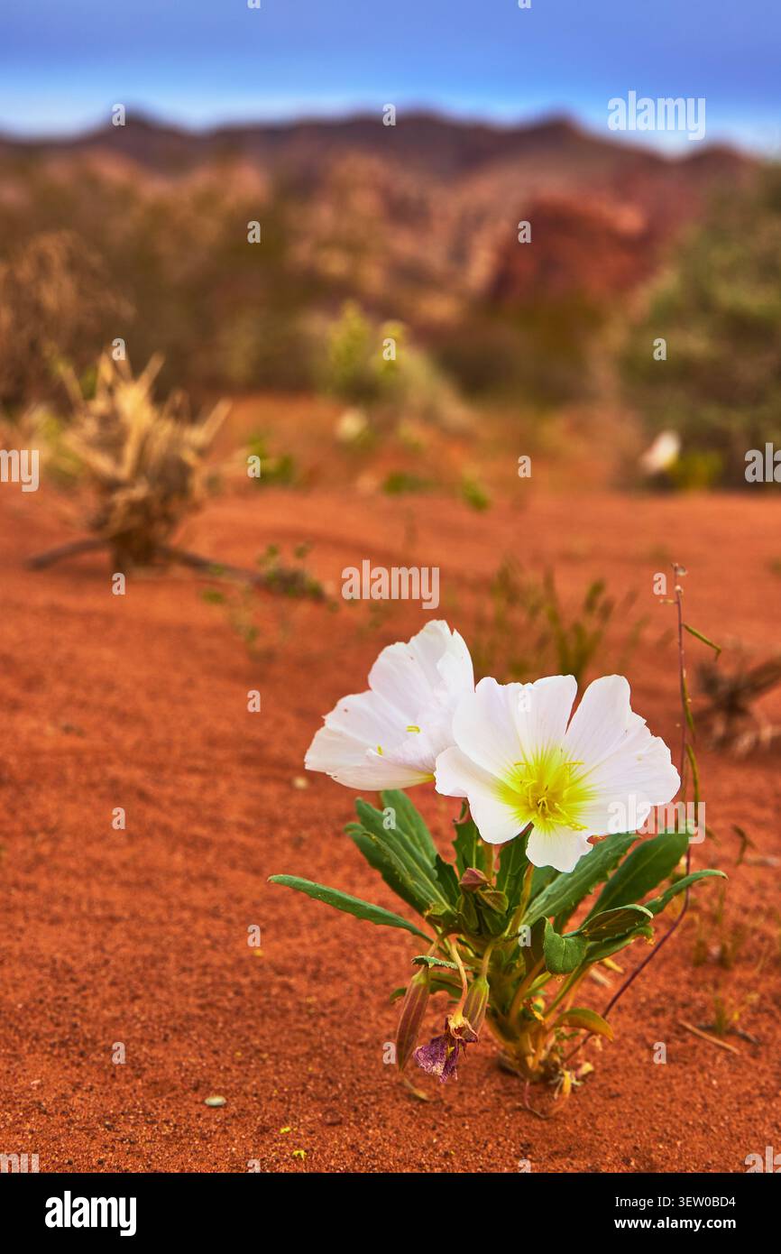 I fiori selvatici del deserto fioriscono nella sabbia rossa con vegetazione primaverile e morbide colline lontane Foto Stock