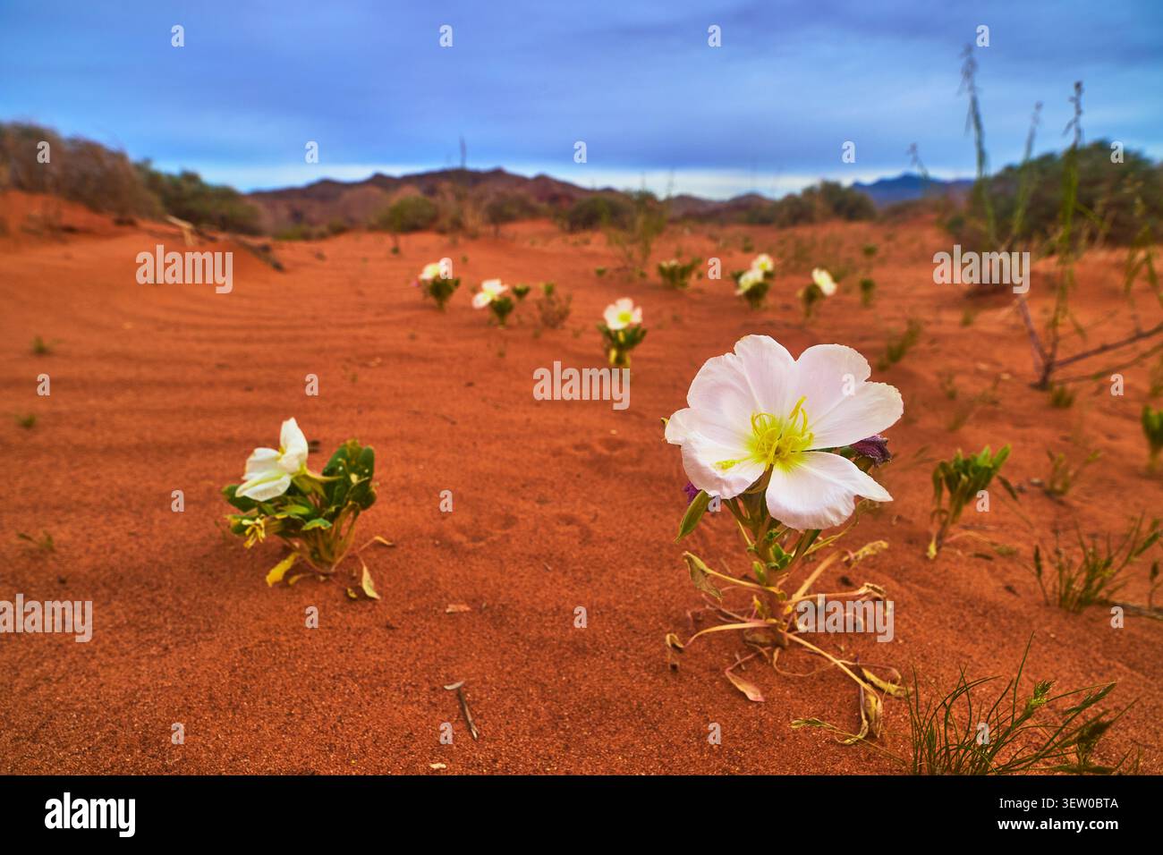Fiori selvatici del deserto in fiore nella sabbia rossa con fiori bianchi e colline lontane Foto Stock