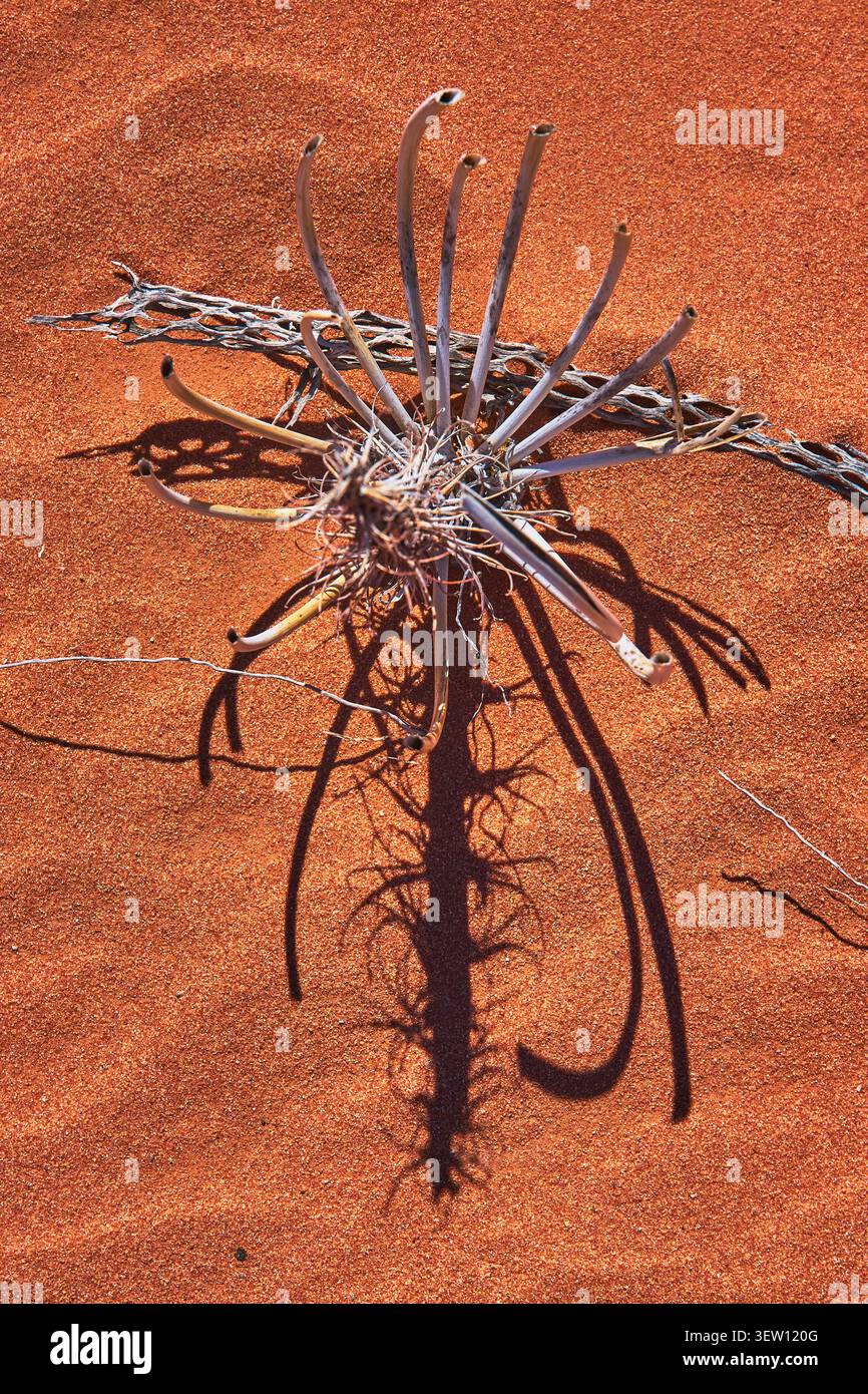 Dry Desert Plant Shadow on Red Sand in Harsh Sunlight Valley of Fire Nevada Foto Stock