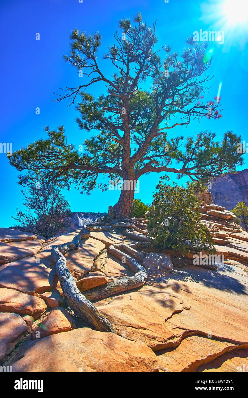 Radici di alberi e paesaggio di arenaria sotto il sole splendente nel Parco Nazionale di Zion Foto Stock
