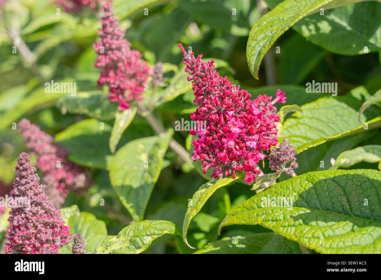 Buddleja Little Ruby (Butterfly Candy Series) cespuglio farfalla con bellissime fioriture rosse in fiore a giugno nel giardino recintato di Croome Park, Inghilterra Foto Stock