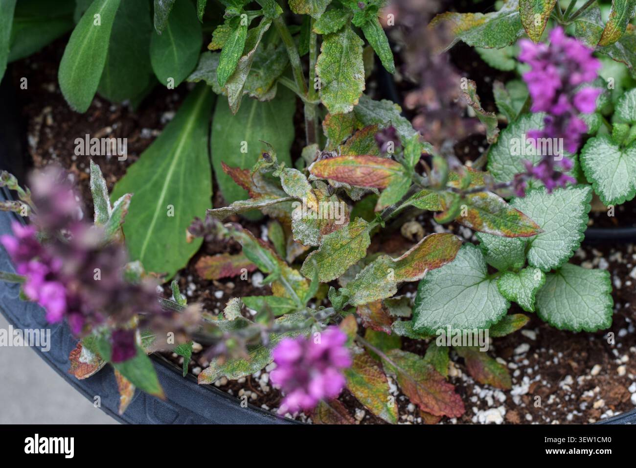 Primo piano dall'alto che mostra la pianta della salvia con fiore viola e foglie ricoperte di fungo bianco della muffa in polvere all'interno di una pentola nera Foto Stock