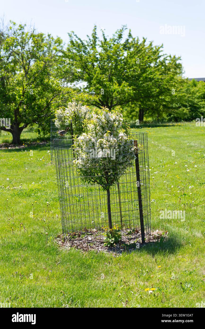 Uno scatto ravvicinato di un giovane albero da frutto in fiore che aleggia racchiuso in una gabbia cilindrica a rete metallica per la protezione contro la fauna selvatica. Un uccello piccolo è perc Foto Stock
