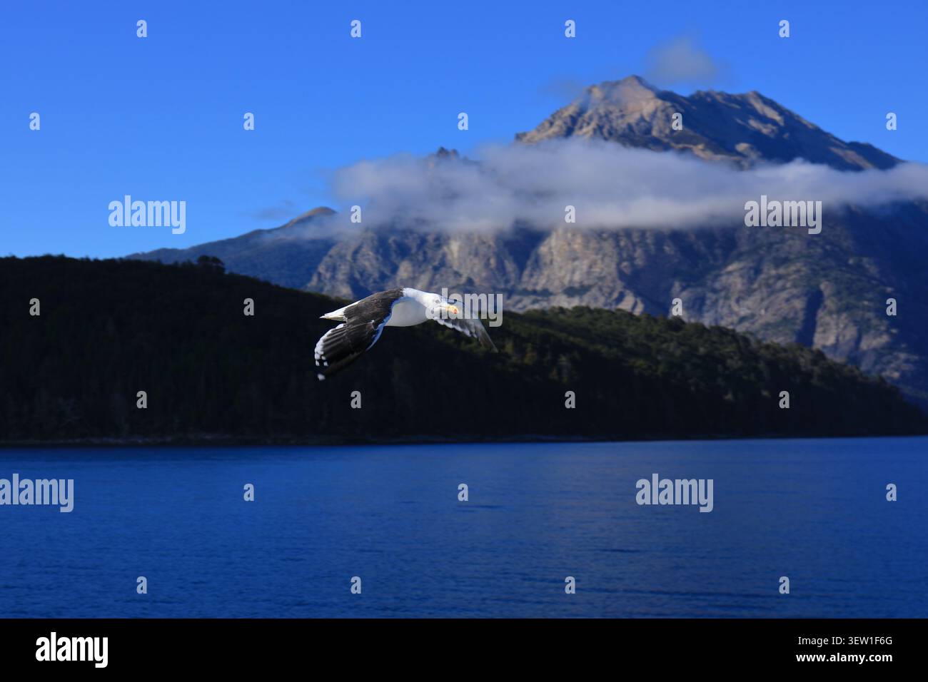Gabbiano in volo sulle acque cristalline di un lago della Patagonia. Pendii di montagna e una nuvola Foto Stock