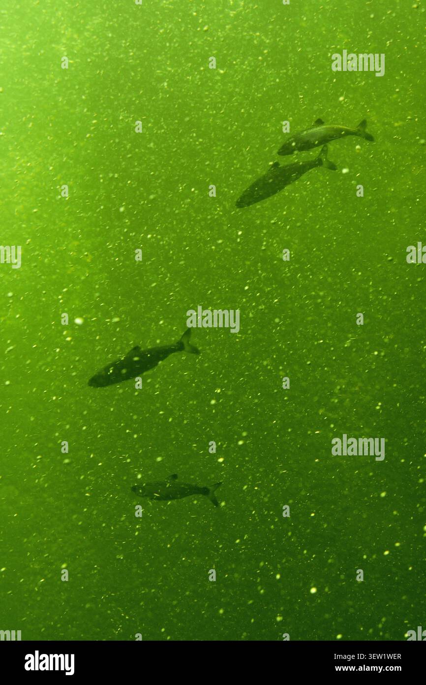 Esposizione educativa della scala di salmone presso le chiuse Ballard di Seattle, che illustra gli sforzi di migrazione e conservazione dei pesci in questo storico Pacific Nor Foto Stock