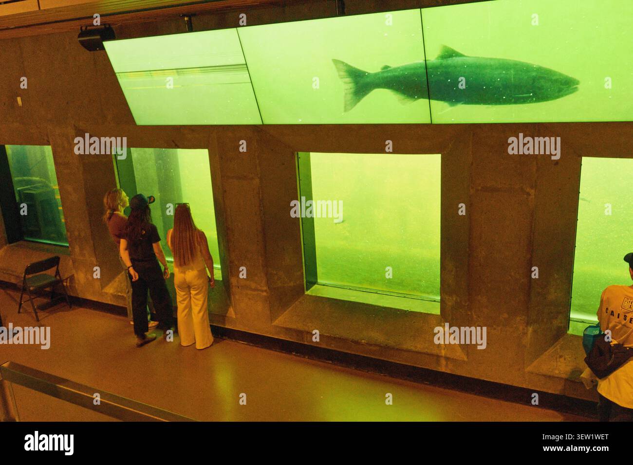 Esposizione educativa della scala di salmone presso le chiuse Ballard di Seattle, che illustra gli sforzi di migrazione e conservazione dei pesci in questo storico Pacific Nor Foto Stock