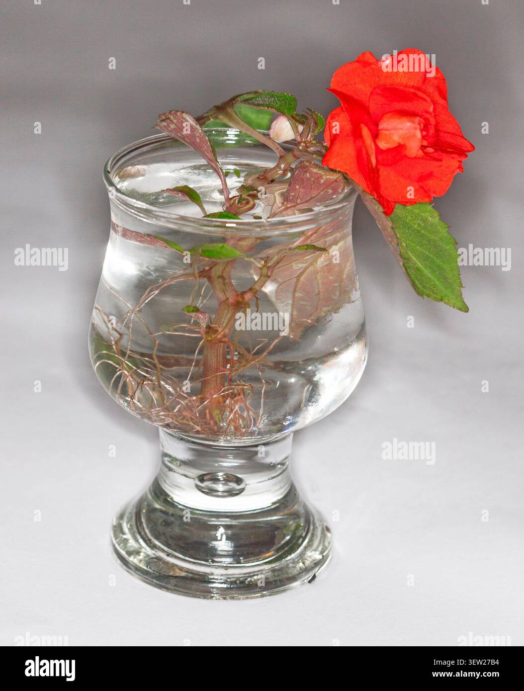 Le talee di impatiens creeranno radici nell'acqua - e fioriranno persino Foto Stock