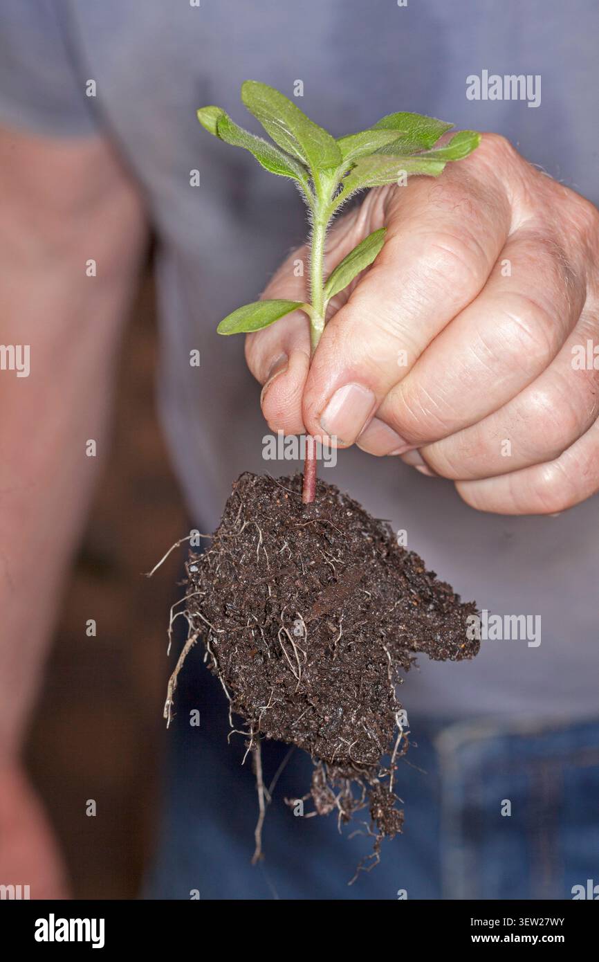 Mano che tiene un seme di girasole, con una grande zolla di radici e una vegetazione sana, pronta per essere trapiantata in un letto da giardino Foto Stock