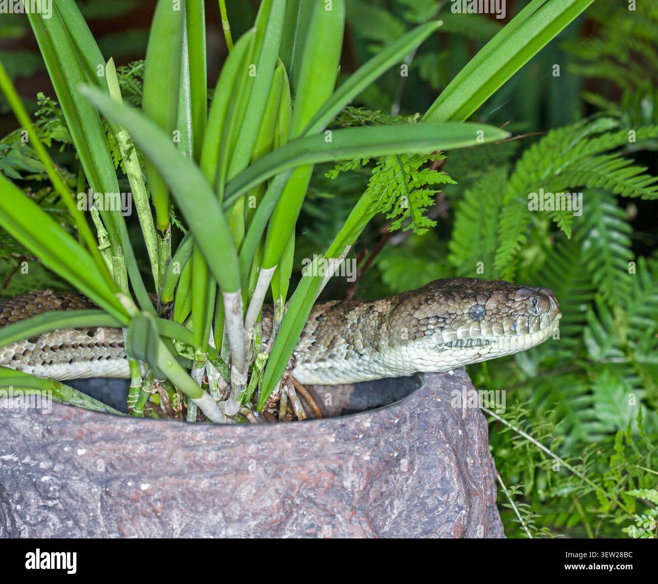 Pitone della giungla, un serpente australiano non velenoso, che striscia tra piante in vaso di felci e orchidee in un giardino interno Foto Stock
