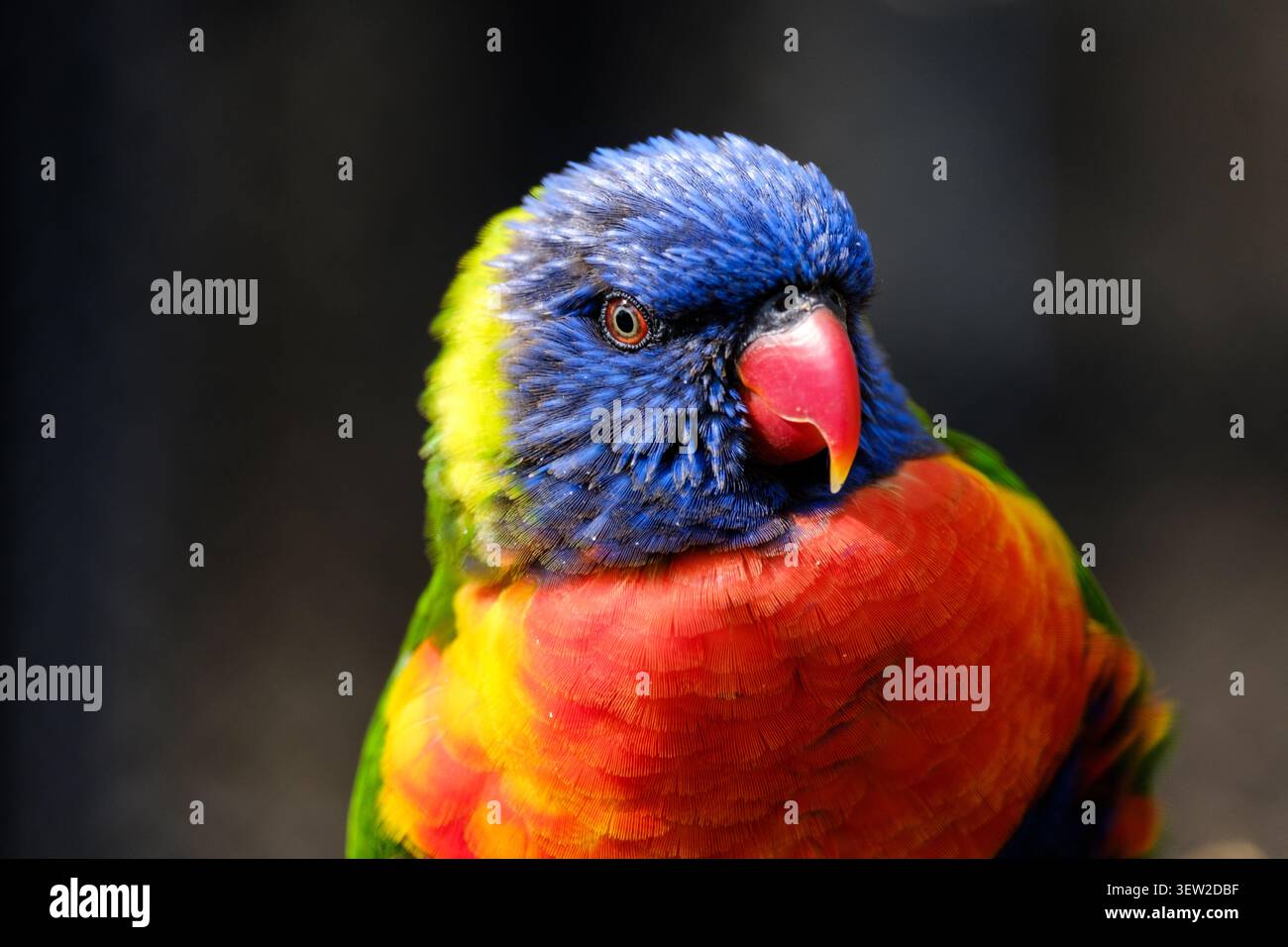 Primo piano sulla testa e sul petto del orikeet arcobaleno, che mostra sorprendenti colori di piume Foto Stock