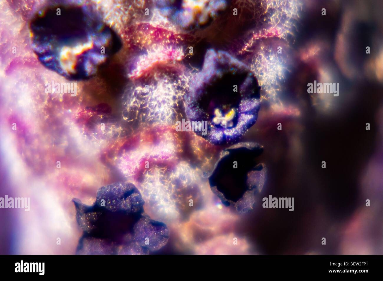 Primo piano estremo della testa di fiori di lavanda che mostra piccoli fiori singoli con filamenti fini simili a quelli dei capelli e tonalità viola Foto Stock